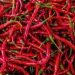 Kali Ini Harga Cabai Merah di Dharmasyara Telah Tembus Rp 120 Ribu Per Kilogram